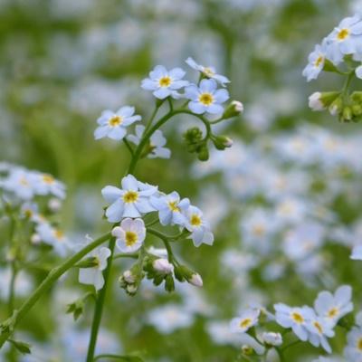 Anglo Aquatic 3L Myosotis Scorpioides (Blue Water Forget Me Not) (PLEASE ALLOW 2-9 WORKING DAYS FOR DELIVERY) Thumbnail Image