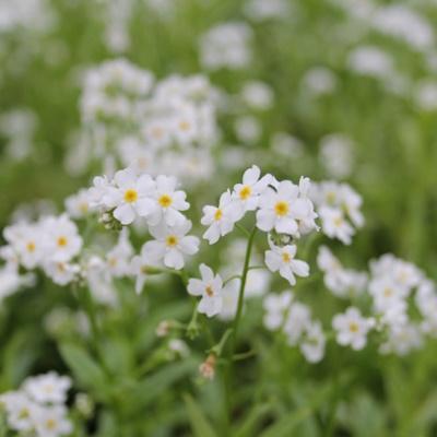 Anglo Aquatic 1L Myosotis Scorpioides SNOWFLAKES (White Water Forget Me Not) (UNAVAILABLE UNTIL 2025) Thumbnail Image