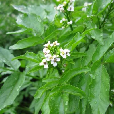 Anglo Aquatic 1L Rorippa Nasturtium Aquaticum (Watercress) (PLEASE ALLOW 2-9 WORKING DAYS FOR DELIVERY) Thumbnail Image