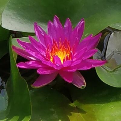 Anglo Aquatic 3L N. Purple Fantasy Premium Lily ((PLEASE ALLOW 2-9 WORKING DAYS FOR DELIVERY) Thumbnail Image