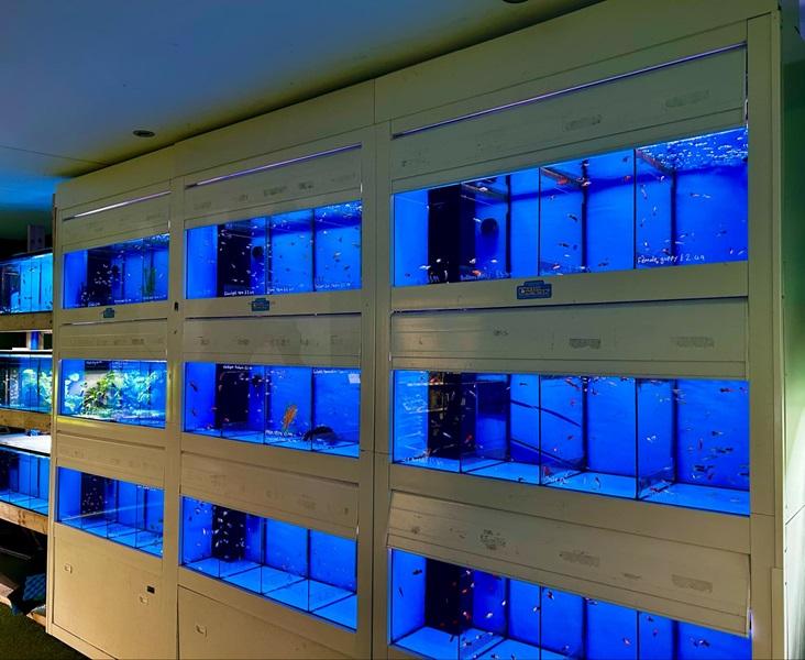 shop aquarium