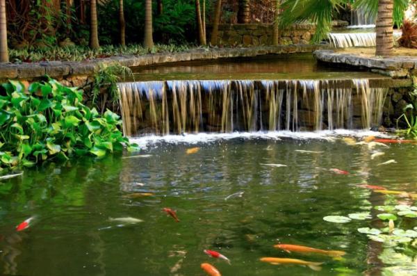 Koi Pond with Waterfall