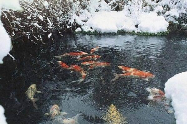 how to keep a pond from freezing without electricity