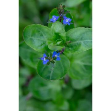 Lincs Plants Veronica Beccabunga Brooklime 1