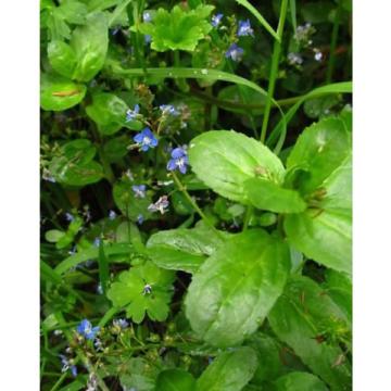 Lincs Plants Veronica Beccabunga Brooklime 2