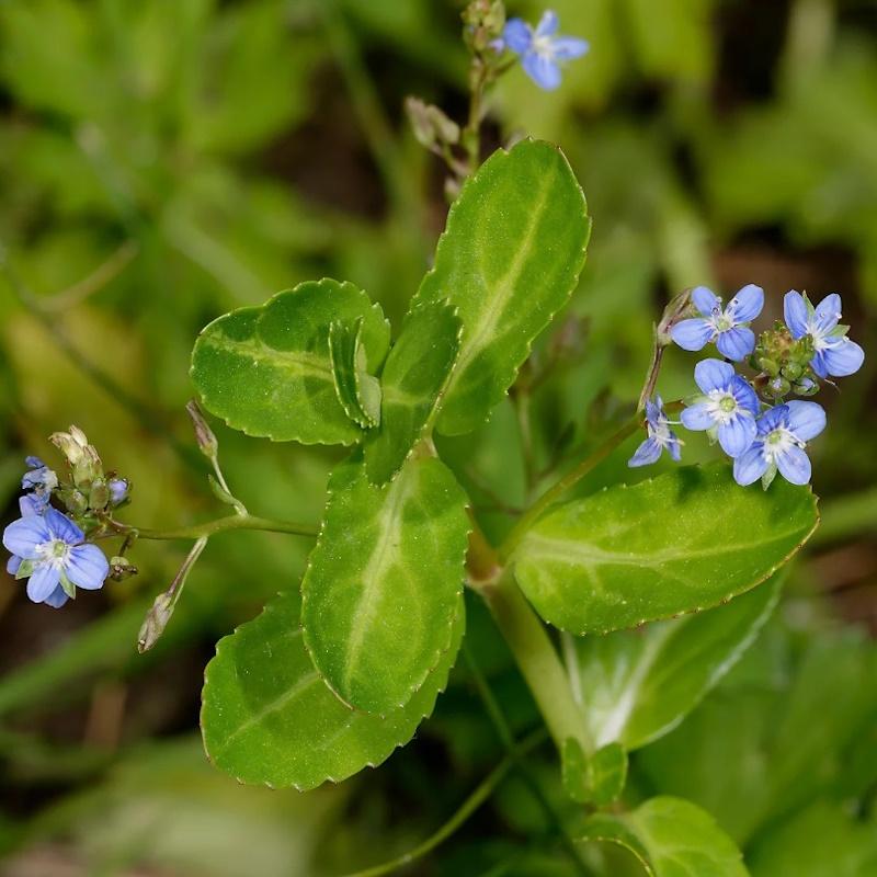 Lincs Plants Veronica Beccabunga Brooklime