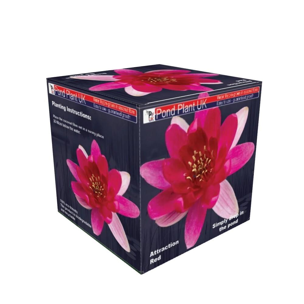 LW02BOXED-LILRED LW02BOXED-LILRED