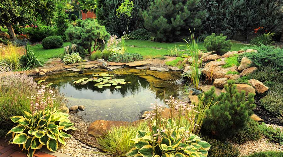 buy pond supplies