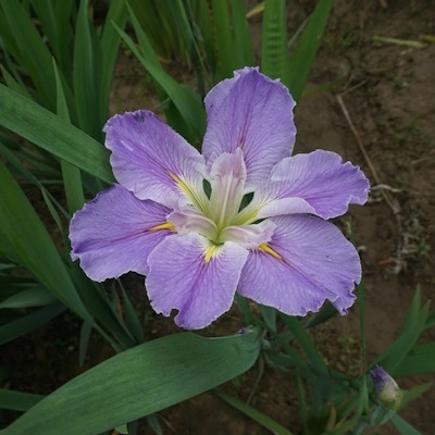 anglo aquatic louisiana 'dancing vogue' iris 3l (please allow 2-9 working days for delivery)