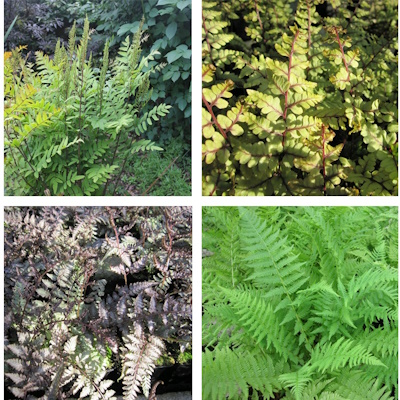 anglo aquatic fern collection (6 x 9cm pots, please allow 2-9 working days for delivery)
