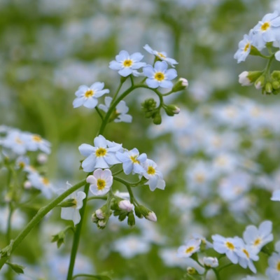 anglo aquatic 3l myosotis scorpioides (blue water forget me not, unavailable until 2025)