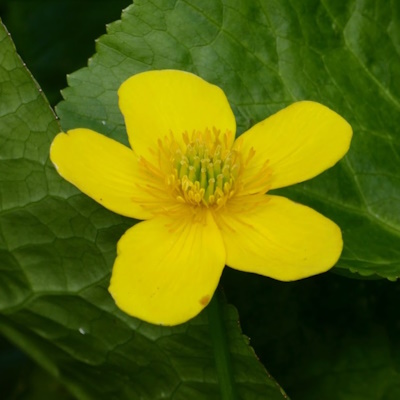 anglo aquatic 1l caltha palustris (king cup/marsh marigold, unavailable until 2025)