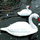 PondXpert Ornamental Floating Swan (Pair)