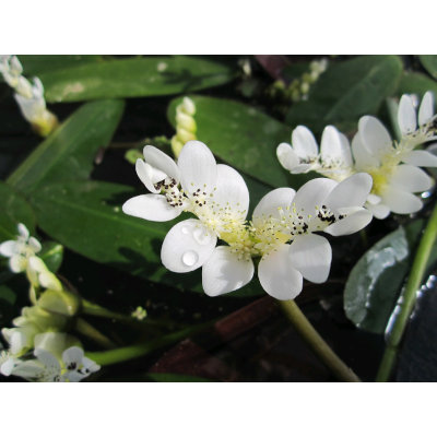 Anglo Aquatic 1L White 'Aponogeton Distachyos' (Water Hawthorn) Deep Water Plant (PLEASE ALLOW 2-9 WORKING DAYS FOR DELIVERY)