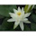 Anglo Aquatic 3L White 'Alba' Nymphaea Lily (PLEASE ALLOW 2-9 WORKING DAYS FOR DELIVERY)