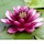 Anglo Aquatic 3L Almost Black Nymphaea Lily (PLEASE ALLOW 2-9 WORKING DAYS FOR DELIVERY)