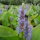 Anglo Aquatic Pontederia Codata 3L (Pickerel Weed) (PLEASE ALLOW 2-9 WORKING DAYS FOR DELIVERY)