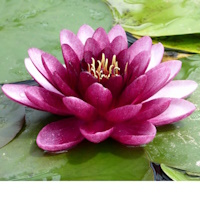 anglo aquatic 3l almost black nymphaea lily (please allow 2-9 working days for delivery)