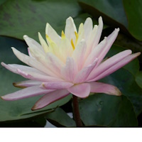 anglo aquatic barbara dobbins yellow nymphaea lily 3l (please allow 2-9 working days for delivery)