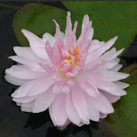 anglo aquatic gloire lily nymphaea 3l (please allow 2-9 working days for delivery)