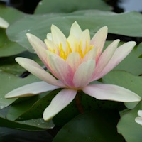 anglo aquatic paul hariot nymphaea lily 3l (please allow 2-9 working days for delivery)