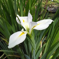 anglo aquatic louisiana 'her highness' iris 3l (please allow 2-9 working days for delivery)