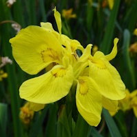 anglo aquatic pseudacorus 'flore pleno' iris 3l (please allow 2-9 working days for delivery)
