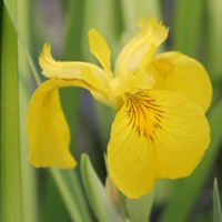 anglo aquatic pseudacorus 'variegata' iris 3l (please allow 2-9 working days for delivery)
