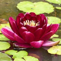 anglo aquatic black princess premium nymphaea lily 3l (please allow 2-9 working days for delivery)