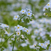 anglo aquatic 3l myosotis scorpioides (blue water forget me not) (please allow 2-9 working days for delivery)