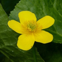 anglo aquatic 1l caltha palustris (king cup/marsh marigold) (currently unavailable)