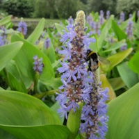 anglo aquatic pontederia codata 3l (pickerel weed) (please allow 2-9 working days for delivery)
